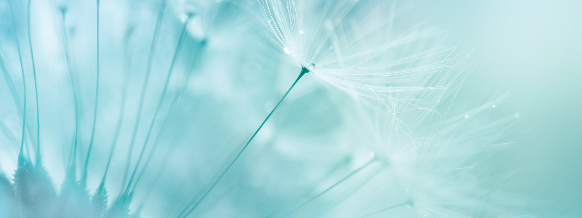 Plant Banner 2 Close up image of dandelions