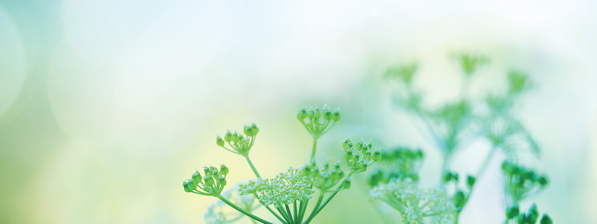 Plant Banner 6 Close up image of plant